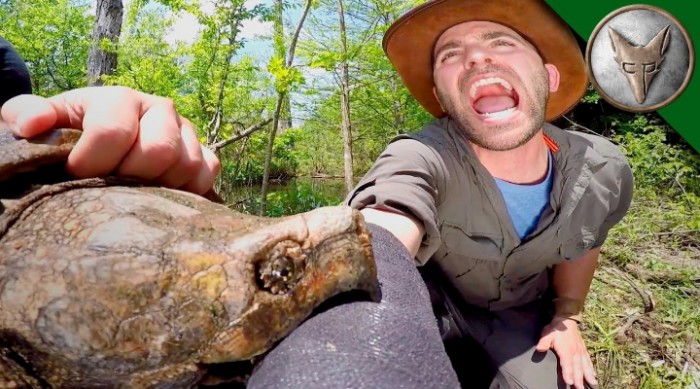 Alligator Snapping Turtle Bite Is Literally A Gator Snapper