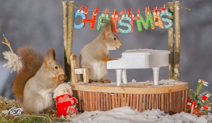Amazing Squirrel Photography In Christmas Mood