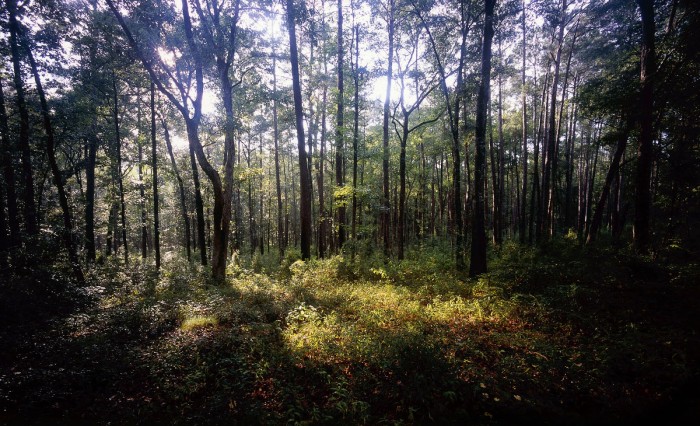 Aokigahara: The Suicide Forest of Japan With a Lethal Allure