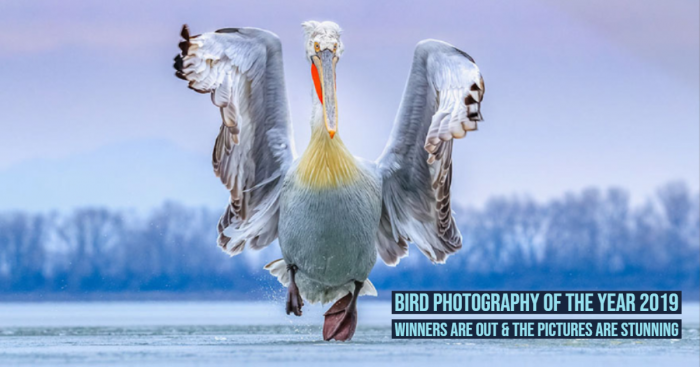 BPOTY2019: These Bird Photographers' Perfect Clicks Will Win Your Heart
