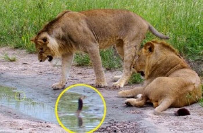 Baby Cobra Encounters a Lion Does Something Unexpected