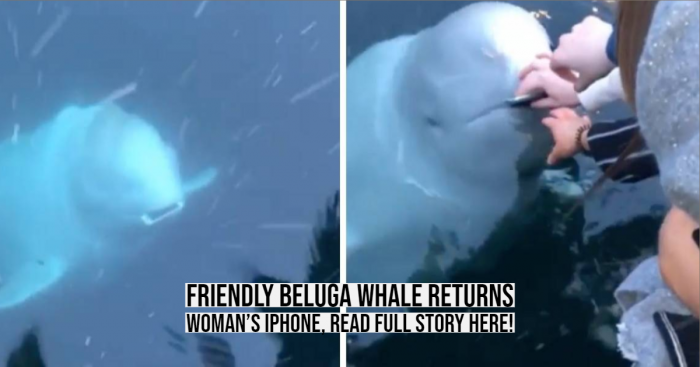 Beluga Whale Returns a Woman's Dropped Phone in Ocean, Video is Viral