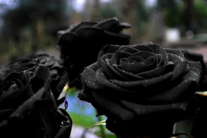 Black Rose Symbolism in Modern Fiction, Politics & Romance