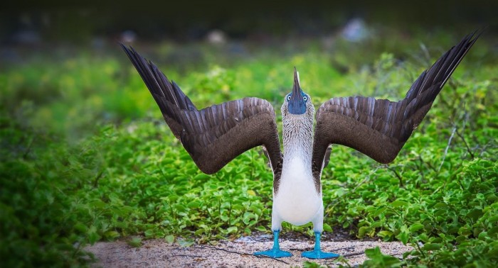 Blue Footed Booby: A Fascinating Marine Bird With Blue Beauty