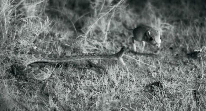 Captured! First High Speed Video Of Viper Snake Hunting Kangaroo Rat