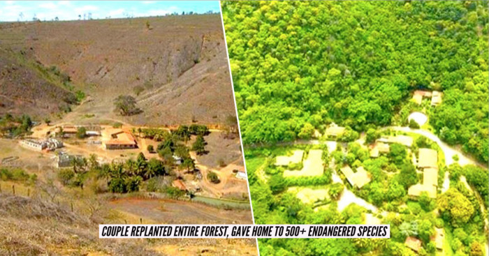 Couple Planted 2.7 Million Trees in 20 Years, Restored a Destroyed Forest