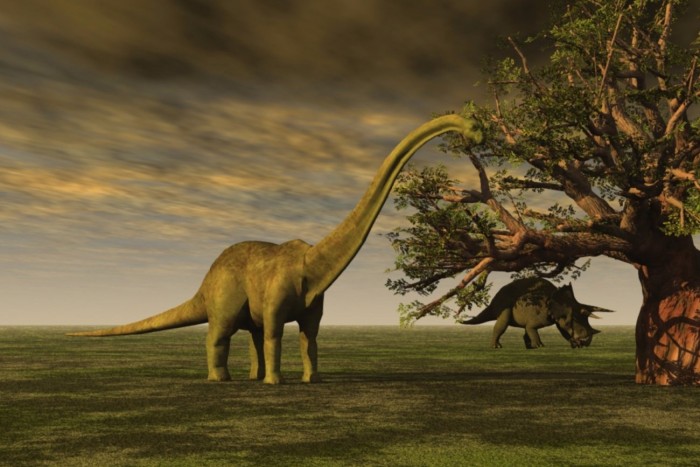 Dinosaur Brontosaurus: Lesser Know Facts & Fossils Discoveries
