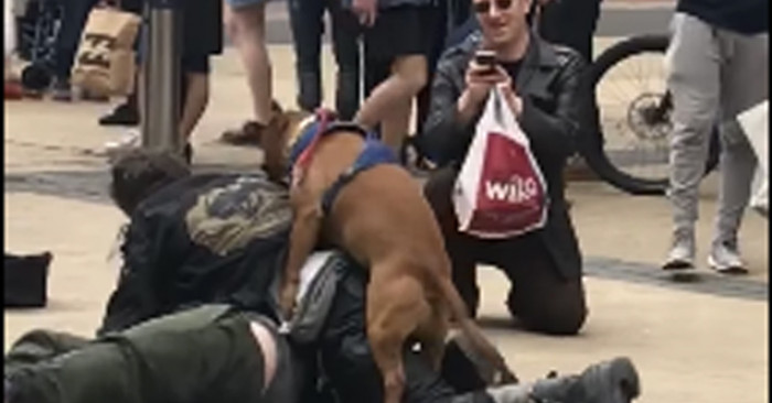 Dog Appearing To Break A Fight Humps The Fighters Instead In This Hilarious Video
