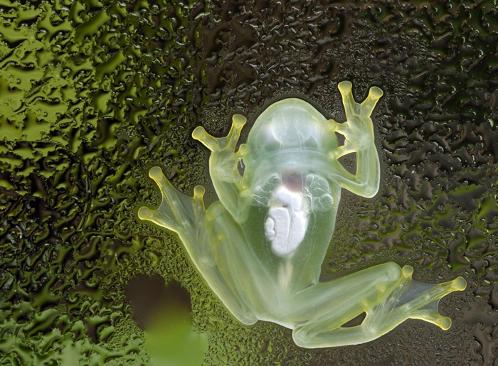 Fascinating Glass Frog: A translucent Amphibian Even New To Science