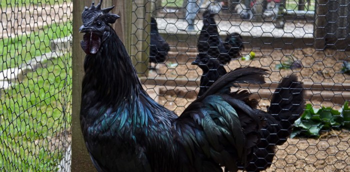 From Feathers To Bones - Goth Chicken Is Entirely Black 