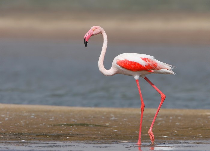 Greater Flamingo Habitat, Diet & Other Facts
