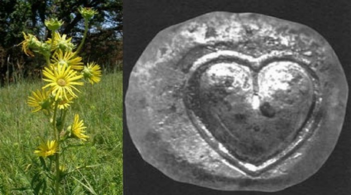 Herb Silphium | First Contraceptives Of Ancient World
