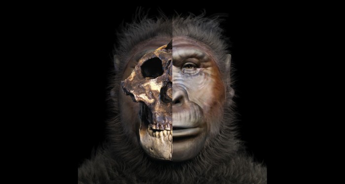 Human Bite Force Is Stronger Than Our Distant Mighty Cousins Orangutans