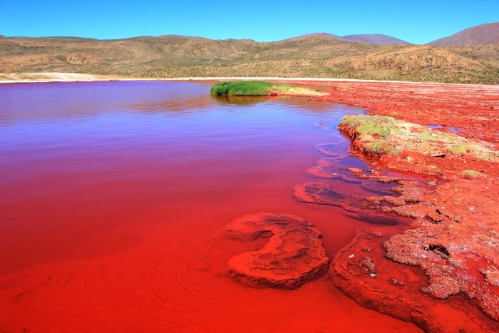Laguna Roja: The Enigmatic Red Lagoon in Chile