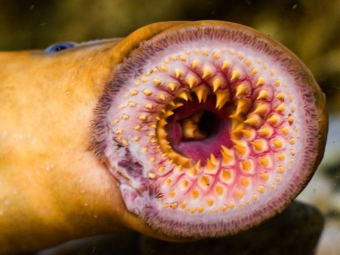 Lamprey Eels: Vampire Of The Aquatic Life