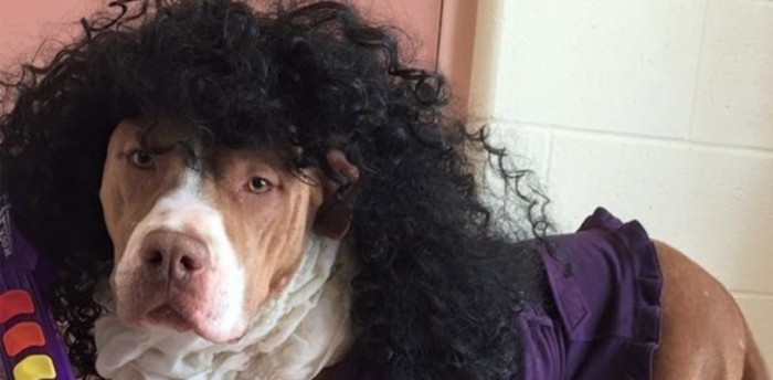 Look At These Pups Paid Tribute To Prince