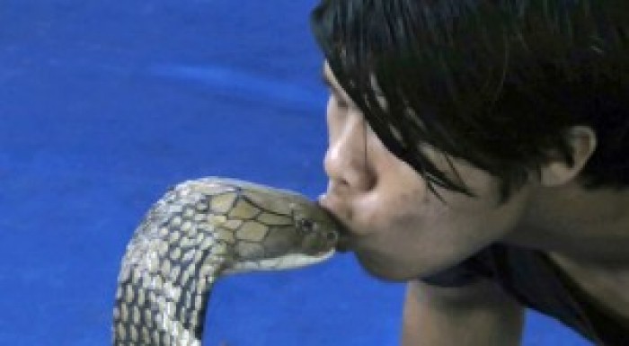 Man Kisses King Cobra- Don’t Miss to Watch