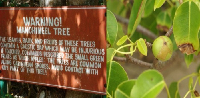 Manchineel Tree: The Tree Which Is A Sweet Poison In Every Sense