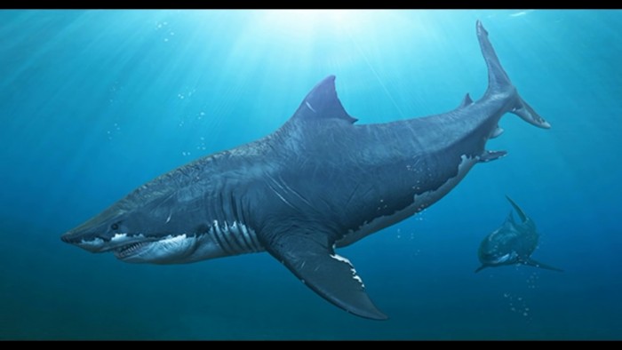 Megalodon Sightings: Do They Still Lurk Under the Mystic Depth of Sea?