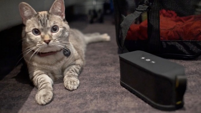 Music For Cats - A Unique Kickstarter Campaign for Cat Lovers