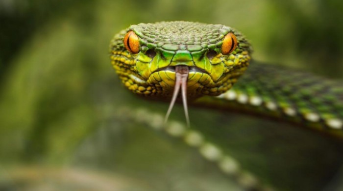 Ophidiophobia | How To Identify & Conquer The Fear Of Snakes