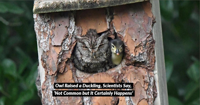 Owl Raised a Duckling as its Own: A Rare & Hard-to-Believe Incident