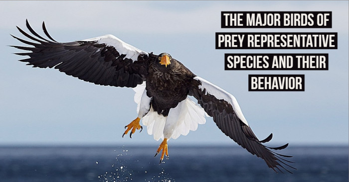 The Major Birds of Prey Representative Species and Their Behavior