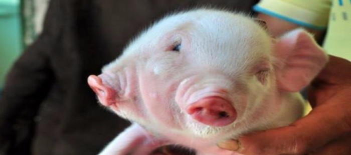 This Two Headed Pig Got His Life Savior as the Man When