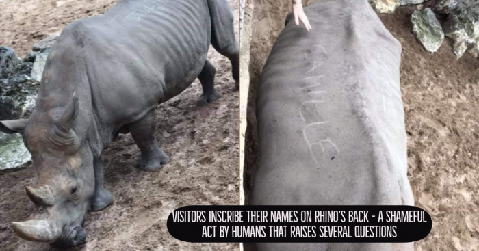 Visitors Scratch Names on Rhino’s Back and the Pictures are Dreadful