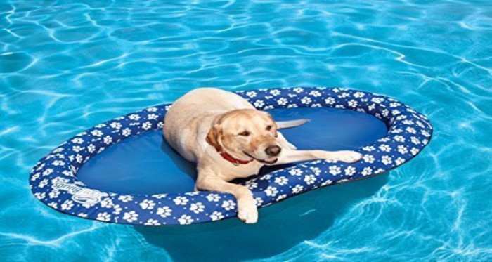  Lazy Dog Finds Floating Easier Than to Learn How To Swim