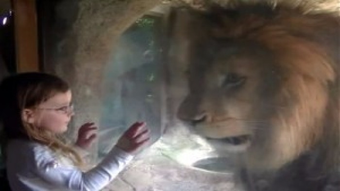 देखें शेर का रिएक्शन जब एक छोटी लड़की ने उसे किस किया