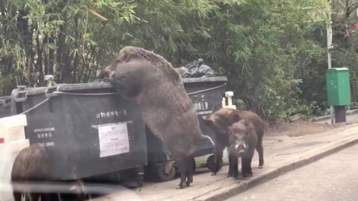 This Gigantic Wild Boar Was Spotted Digging Through Bins !! And It’s Shockingly Massive In Size (Footage)
