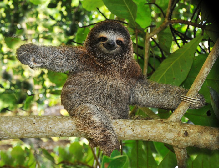 10 Interesting Facts About Sloth - The Slowest Animal on Earth