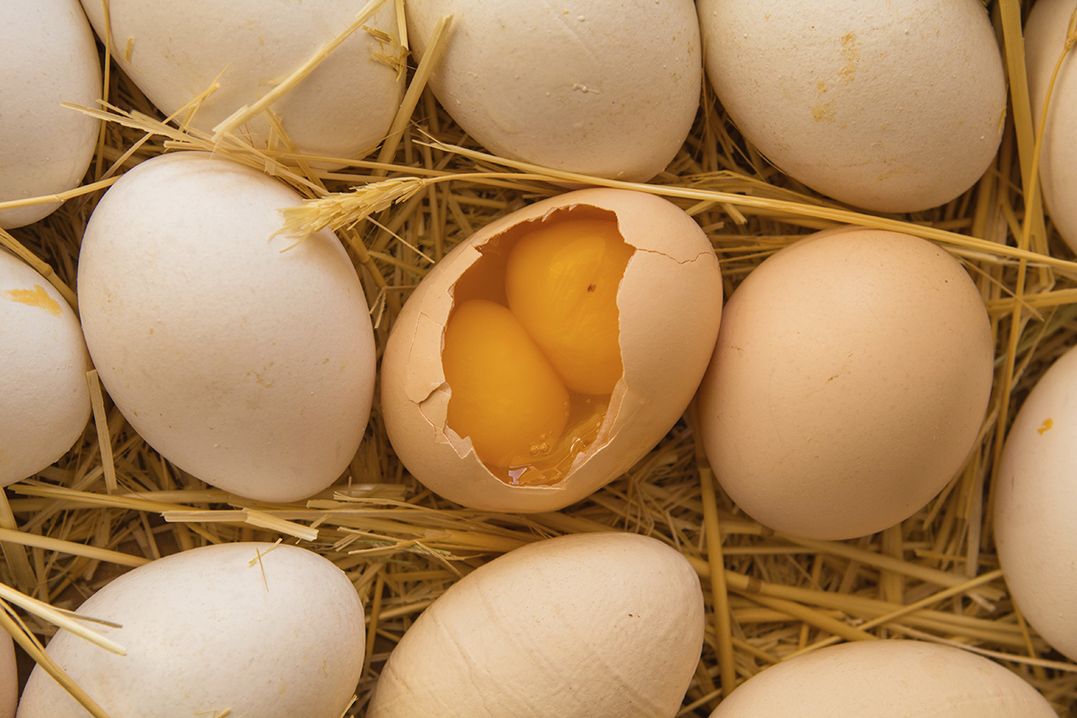 Two Yolks In One Egg Causes Significance Stillunfold