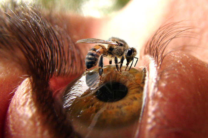 Resultado de imagem para insects phobia