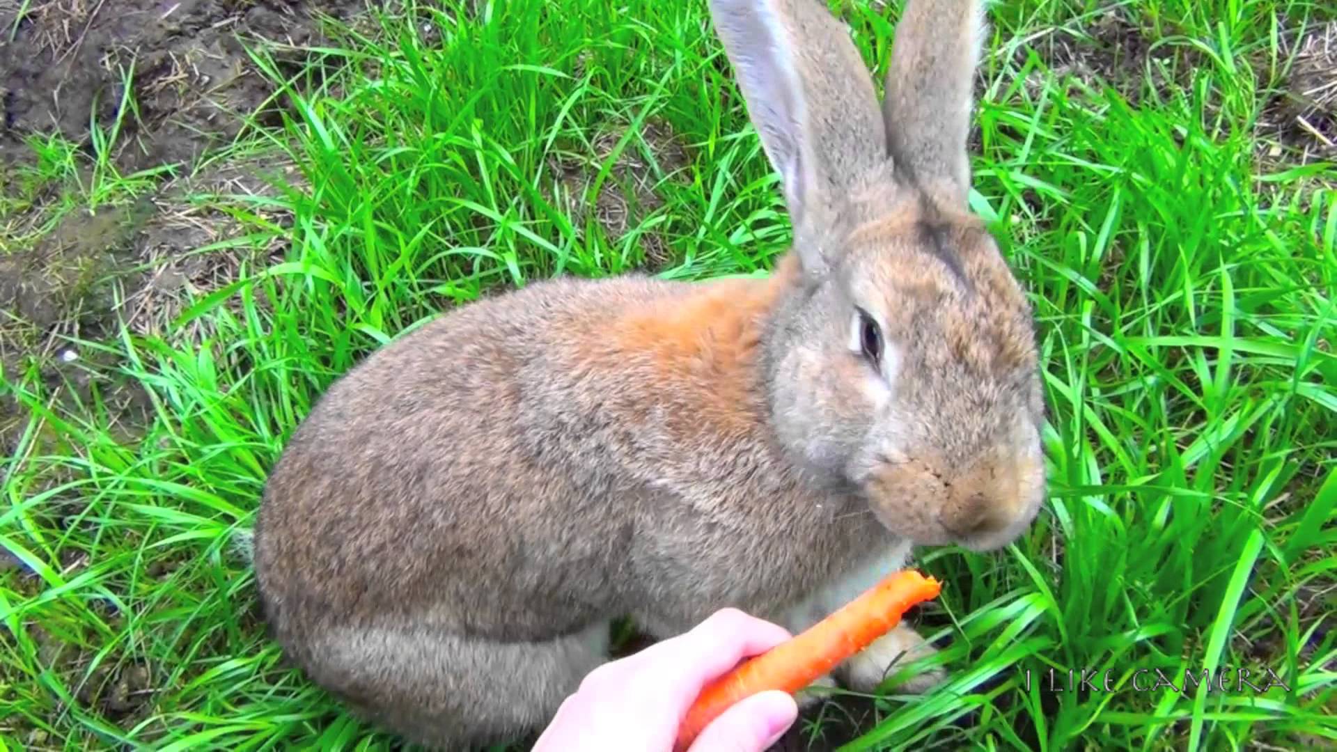 7 Interesting Facts About The Largest Breed of Rabbit ...