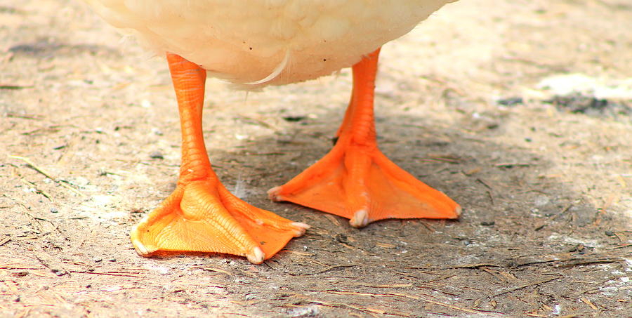 10 Horrifying Facts About Ducks You Might Not Know | Stillunfold