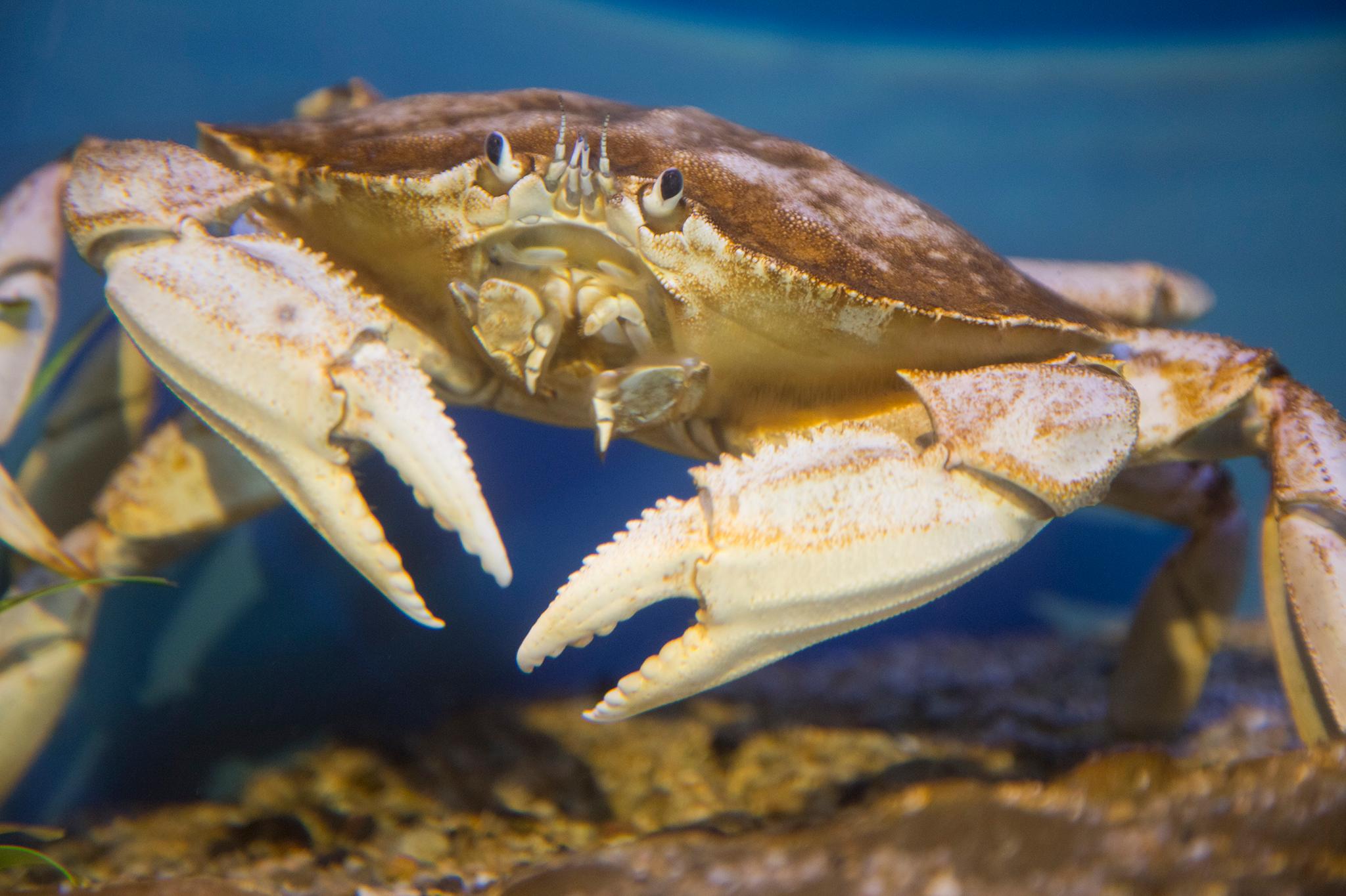 10 Different Types of Crabs & Their Characteristics You Should Know