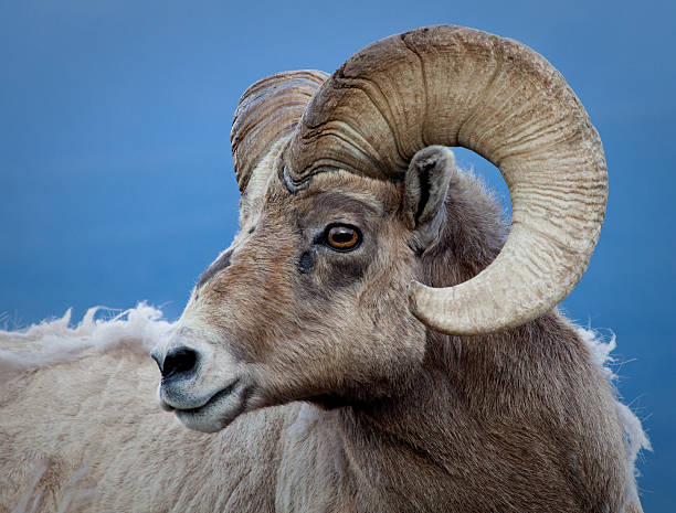 13 Interesting Facts About The Male Bighorn Sheep 'Ram' | Stillunfold