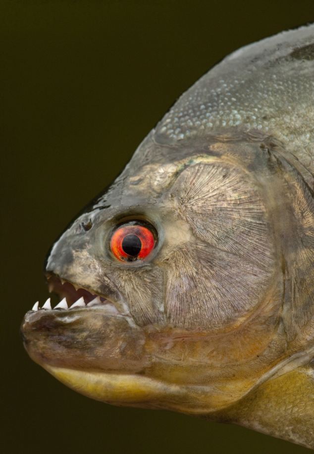 10 Most Horrifying Facts About Piranha | Stillunfold