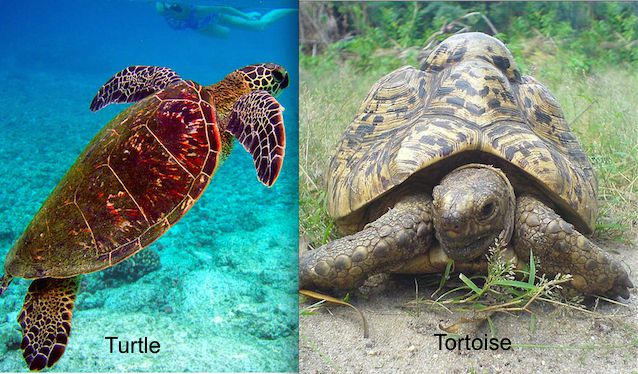 5 Major Differences Between Turtles And Tortoises Stillunfold