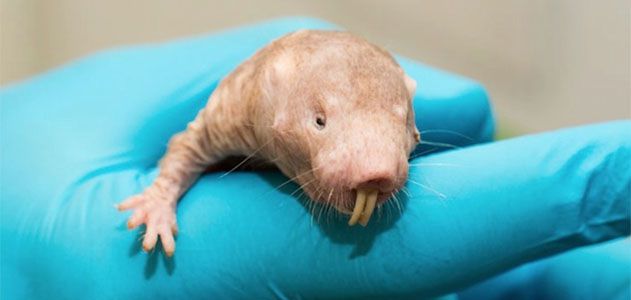 Things You Didnt Know About The Naked Mole Rat 