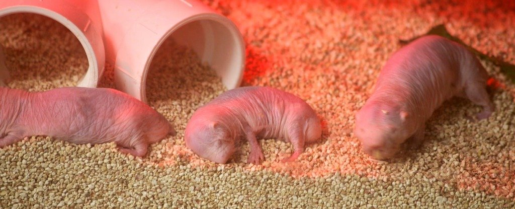 10 Weirdest Things You Should Know About Hairless Mole Rat 