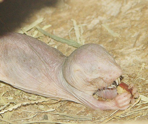 10 Facts About Naked Mole-Rats